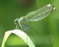 /album/my-local-birding-gallery/banded-demoiselle-female-jpg/